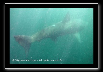Requin pelerin de 6 m.jpg